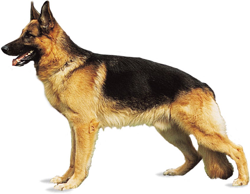 German Shepherd - Seashore Museum Dog Policy
